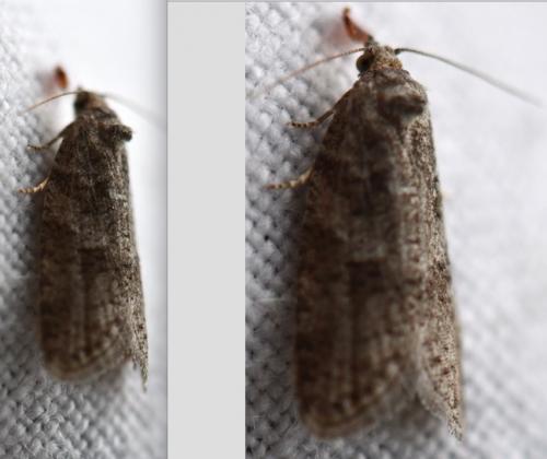 Cnephasia sp.
